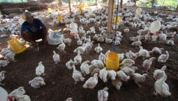 8 Daerah Penghasil Ayam Broiler Tertinggi di Provinsi Banten